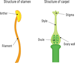 Parts of the pistil include: The Different Parts Of A Flower Ks2 Explained By Kidadl