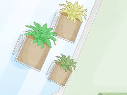 easy ways to hang plants without holes