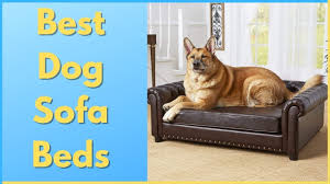 top 5 best dog sofa beds for 2023 you