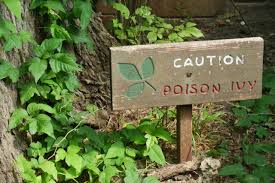 your complete guide to poison ivy how