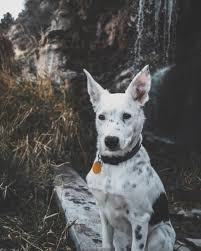 Read our guide for the most up to date information on this amazing cross breed! Blue Heeler Border Collie Mix What You Need To Know Bordercolliehealth