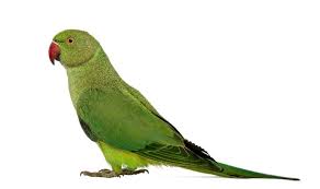 indian ringneck parrot birds pest