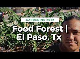 Growing In My Garden El Paso Tx