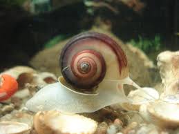 aquarium snail infestations