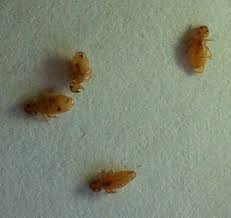Image result for poultry lice