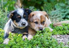 These pages are very important, because if you start your australian cattle dog puppy off on the wrong foot, he will probably experience health problems later on. Australian Cattle Dog Puppies For Sale Akc Puppyfinder
