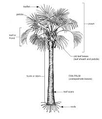 Palm Morphology Palm Id