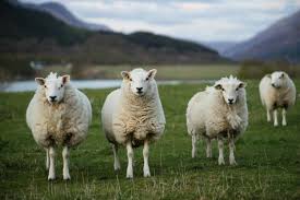 c tadst com gfx 750w sheep scotland jpg