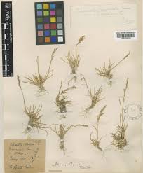 Puccinellia fasciculata (Torr.) E.P.Bicknell | Plants of the World ...