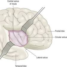 insula cortex what is it location