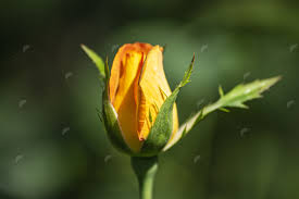 pepperpunch com single yellow rose