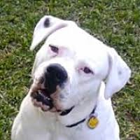 When selecting our breeds, we are careful to ensure quality matches from the most elite bloodlines. American Bulldog Rescue Adoptions