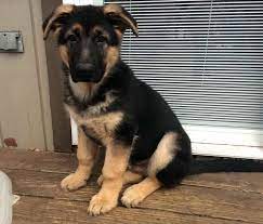 German shepherd puppies want to play all day, every day. German Shepherd Rescue Nj Puppies Petsidi