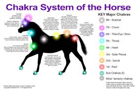 Equine Chakra Chart