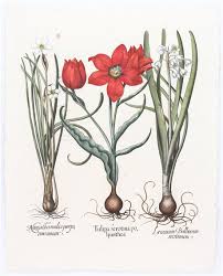 Basilius Besler | Tulipa serotina polyanthos, Leucoium Bulbosum ...