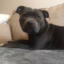 Contrary to its tough appearance, the stafford is a gentle, loyal, and highly affectionate dog breed. Staffordshire Bull Terrier Pdsa