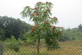 Image result for tree of heaven