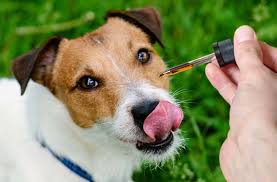 Side Effects of Using CBD Oil for Dogs - Read This First - InTune Labs