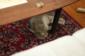 bunny proofing your house indoor rabbits