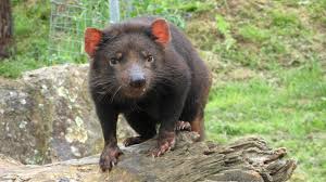 Tasmanian devils live in tasmania, a large island just south of australia. Tasmanian Devil