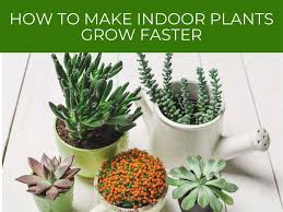 How To Make Plants Grow Faster