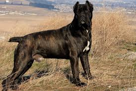 Find cane corsos for sale on oodle classifieds. Northwoods Corsos Strength Breeds Strength