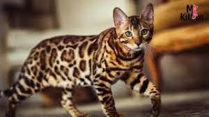 What's the cost of owning a cat in india, including vet expenses and monthly food what are the difficulties of raising a bengal cat? Buy Bengal Kitten Cat For Sale Online In India At Best Price