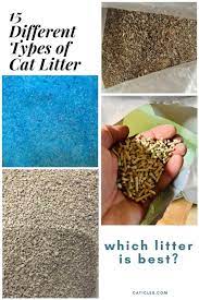 is clumping litter bad for cats jess