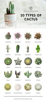 Cactus Cacti Chart Infographic Cute Garden Gardening