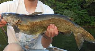 7 Species To Fish In Ohio