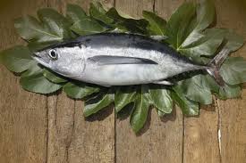 albacore tuna freya produce