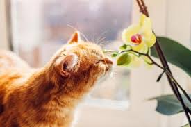 10 Plants Safe For Cats Home Garden