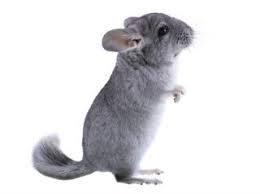 Fun Facts About Chinchillas Live Science
