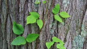 how to get rid of poison ivy remove