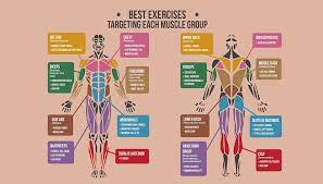 each muscle group