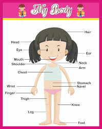 Paper Plane Design Body Parts Educational A3 Size Chart For