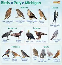 birds of prey in michigan facts list