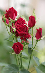 Different colors of roses are used for specific occasions. Pin On Beautiful Flowers And Roses