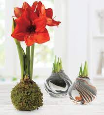 Jumbo Size- No-Water Wax Dipped Amaryllis Bulb - Moss Covered | VivaTerra