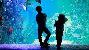 things to do in houston with kids 40
