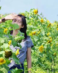 Awalnya bunga matahari diketahui berasal dari meksiko nah, di indonesia sendiri bunga ini sudah bisa ditanam, karena sekarang tanaman ini sudah melalui persilangan, sehingga sudah cocok. Kebun Bunga Matahari Di Indonesia Phinemo Com