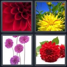 4 pics 1 word answers for petals