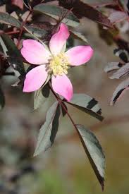 Rosa glauca | Rosa rubrifolia | Red Leaf Rose| plant lust