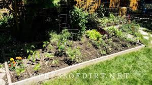 How To Grow Your First Vegetable Garden