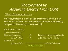 Ppt Photosynthesis Acquiring Energy