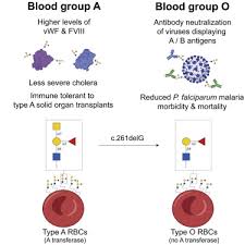 abo blood group antigens and