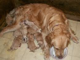 And, your golden retriever will always love a good game of fetch. Care Of Newborn Puppies