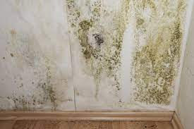 How Do I Prevent Mold In My Basement