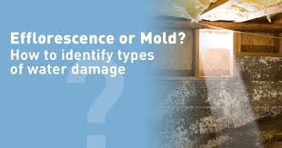 Efflorescence Or Mold Water Damage In