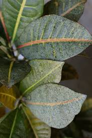 Actually there are a number of i think so. Black Tiny Spots All Over Leaves Of House Plant 302798 Ask Extension